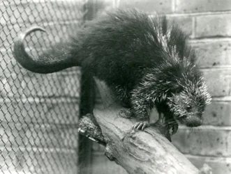 Un porcospino nordamericano, su un ramo nel suo recinto, allo zoo di Londra nel 1923